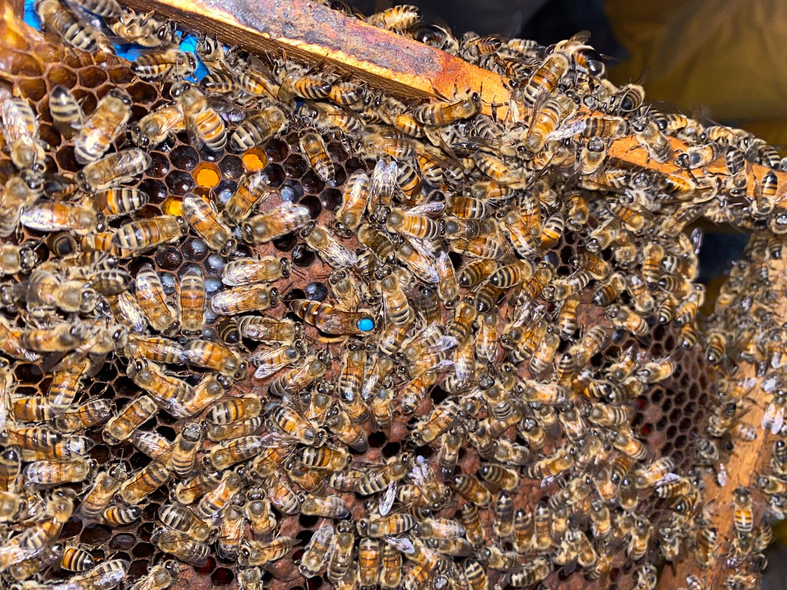 Primer plano de una abeja reina marcada en un panal.