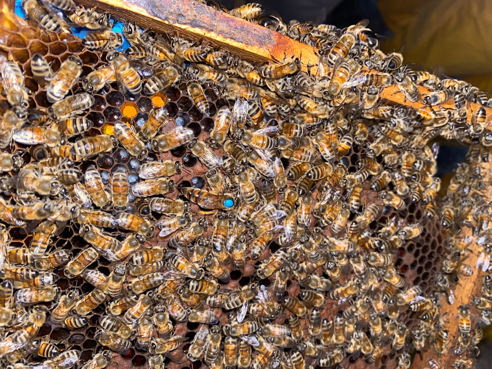 Abeja Reina marcada con punto de control