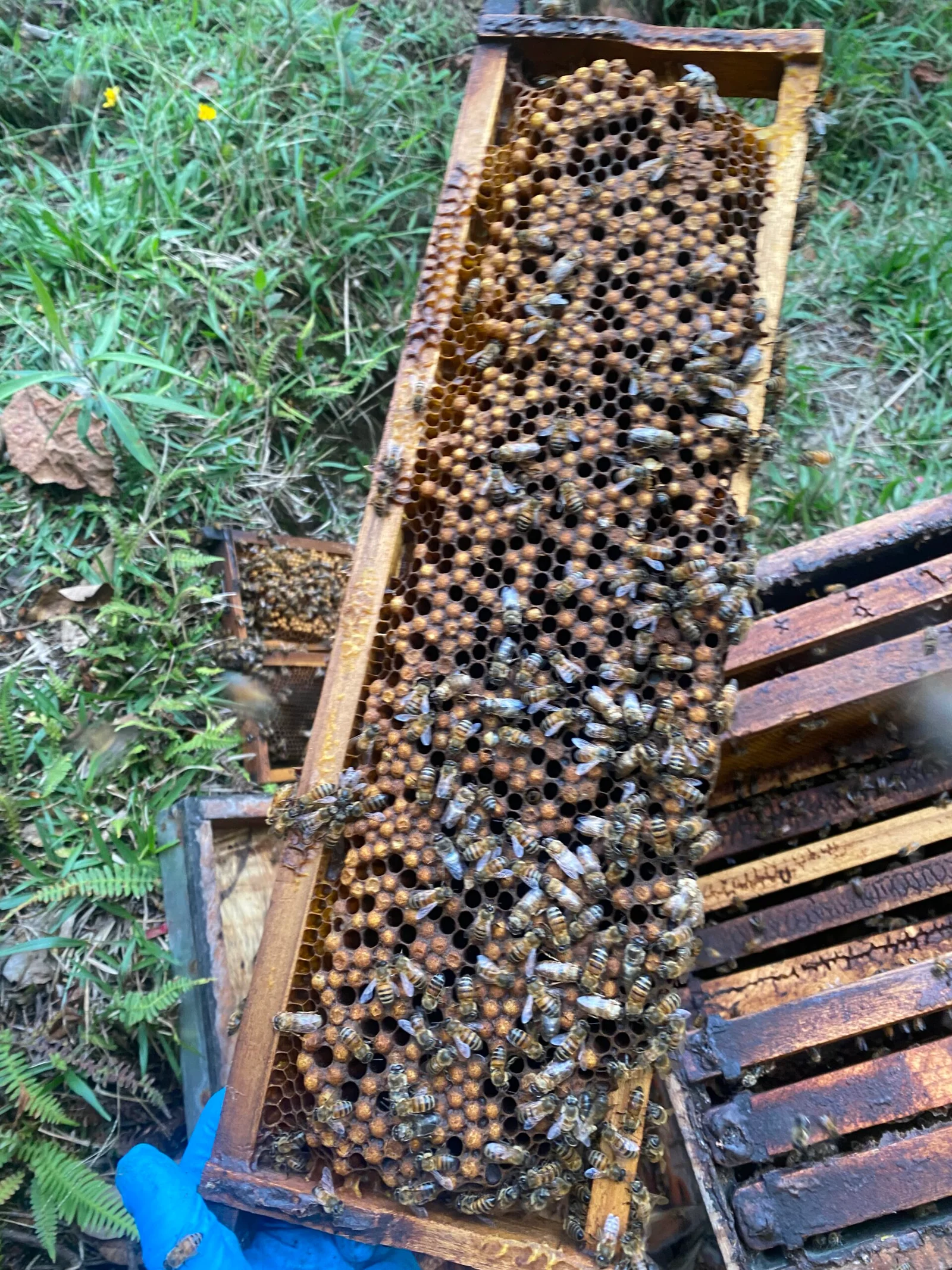 Explicación interactiva sobre biología de las abejas