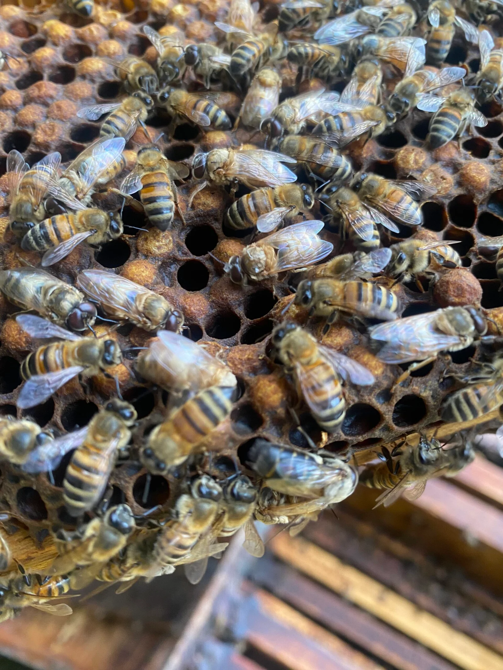 Taller práctico en aula ambiental de Escuela de Abejas